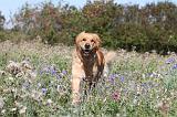 GOLDEN RETRIEVER 161